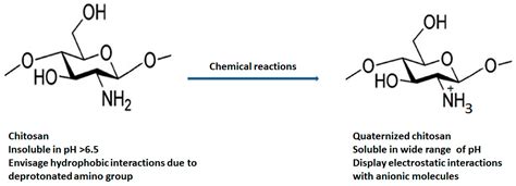  Quaternized Chitosan: Biocompatibility Champion for Controlled Drug Delivery Systems!